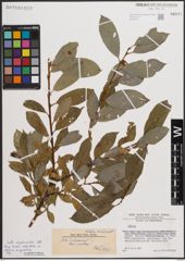 Foto von Salix daphnoides Vill.